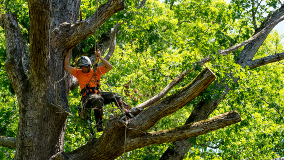 Un podador de Emondage Brossard trabaja en lo alto de un árbol.